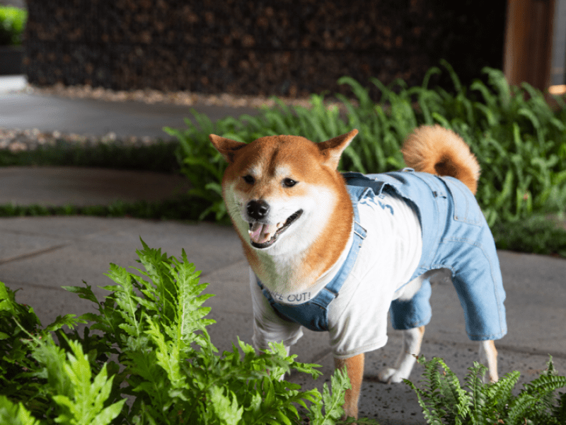 Shiba inu wearing overalls and a t-shirt