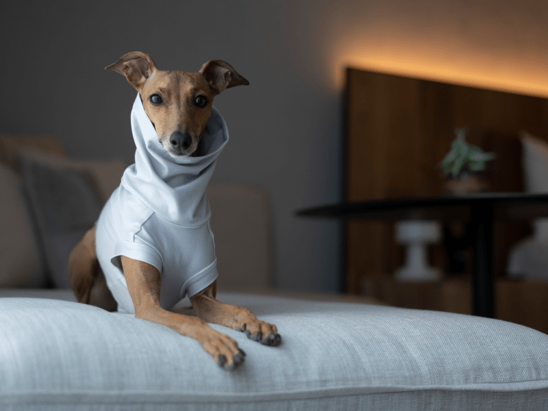 Dog on the bed