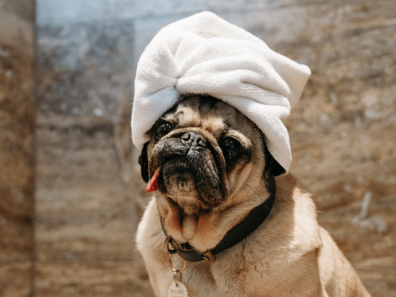doug the pug in the shower