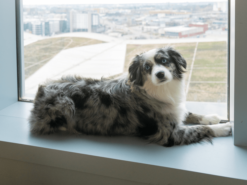 dog on windowsil