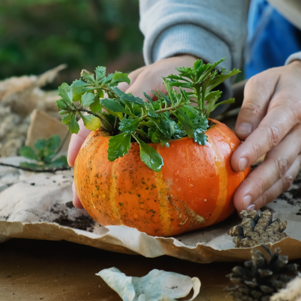 pumpkin flower arrangement or succulent garden