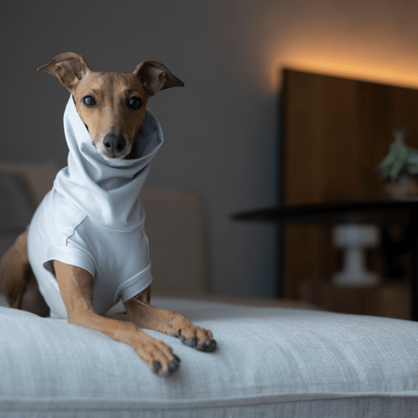 Dog on the bed