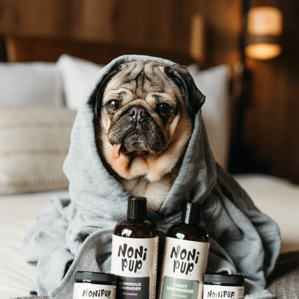 doug the pug in a robe on the bed