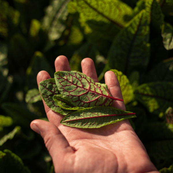 Hand holding leaves