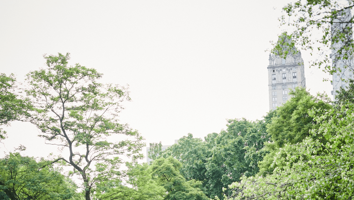 Central park view with rock and trees and building at the background