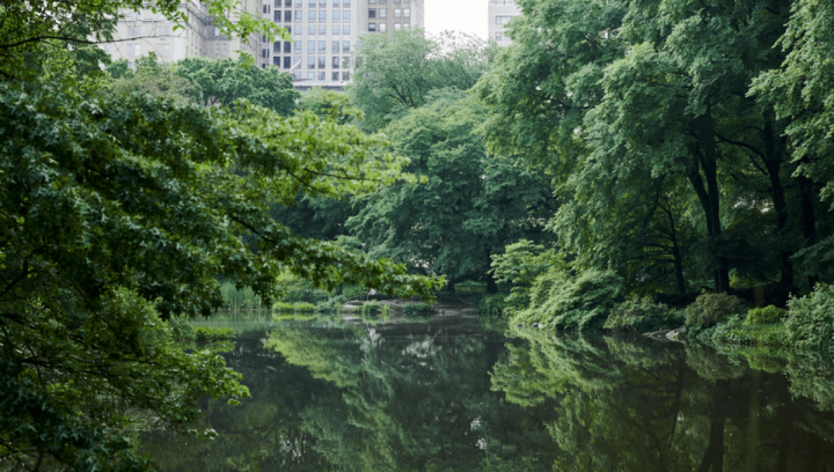 Central Park Buildings