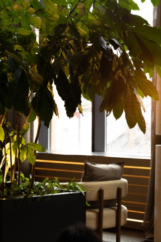 Picture from Natalie Black of the Brooklyn Bridge Lobby showing the a indoor tree with a sunshine at the background