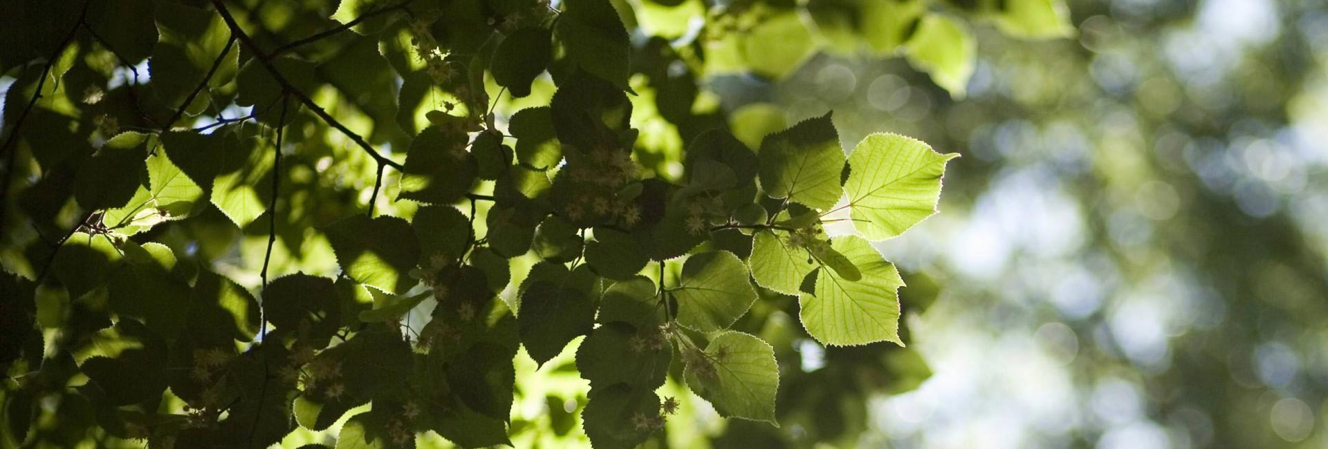 Close up of tree leaves